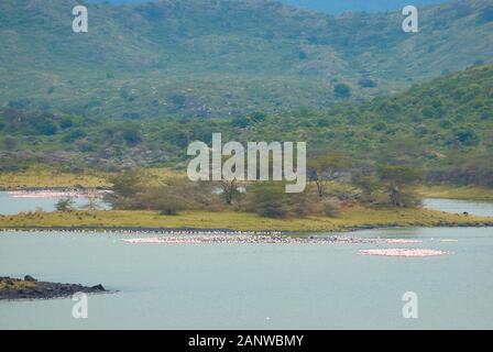 Les grands troupeaux de flamants rassemblement à Lac Momella, Parc National d'Arusha, Tanzanie Banque D'Images