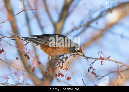 Robin Anerican en hiver Banque D'Images