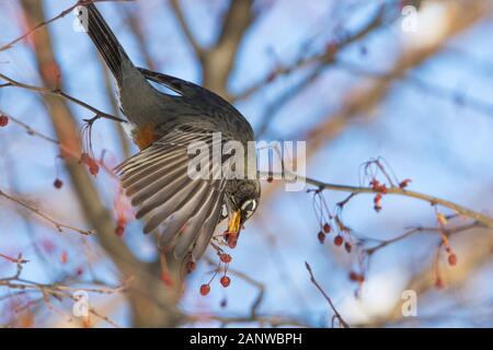 Robin Anerican en hiver Banque D'Images
