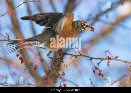 Robin Anerican en hiver Banque D'Images