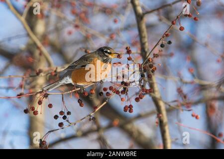 Robin Anerican en hiver Banque D'Images