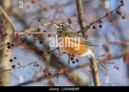 Robin Anerican en hiver Banque D'Images
