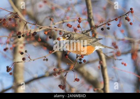 Robin Anerican en hiver Banque D'Images