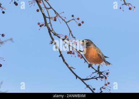 Robin Anerican en hiver Banque D'Images