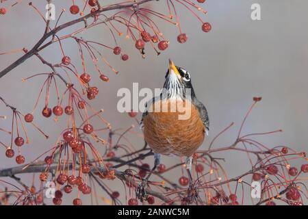 Robin Anerican en hiver Banque D'Images