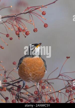 Robin Anerican en hiver Banque D'Images