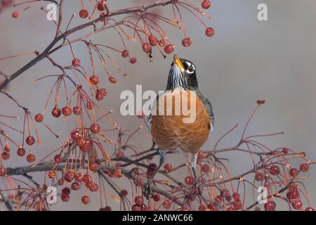 Robin Anerican en hiver Banque D'Images