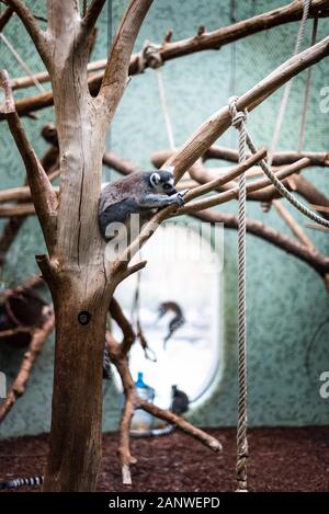 Couronne de lémur de queue dormant sur la branche zoo allemagne munich enceinte fond saut activité vie singe arbre bokeh net espace de mise au point pour le texte Banque D'Images