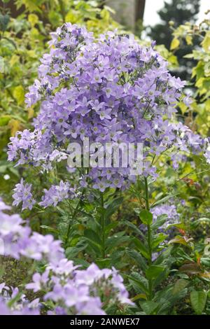 Bellflower, Campanula poscharskyana serbe Banque D'Images