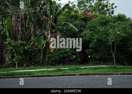 Une cour avant a envahi un mur de feuillage vert luxuriant, d'arbustes et d'arbres comme un écran d'intimité de la nature de la rue, Seven Hills, Brisbane, Australie Banque D'Images