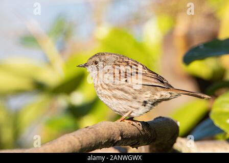 Dunnock, Prunella modularis, perché sur une branche au soleil, hiver 2019, Royaume-Uni, Bedfordshire Banque D'Images