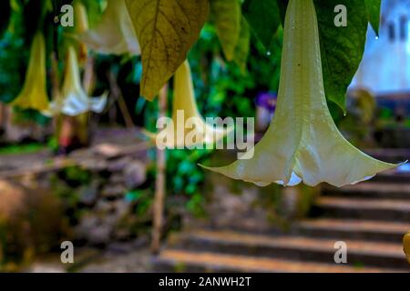 Brugmansia Gros plan sur l'arrière-plan des ruines de Sala Colonia et le complexe islamique Chellah. C'est la nécropole de Chellah à Rabat. Le Maroc. Banque D'Images