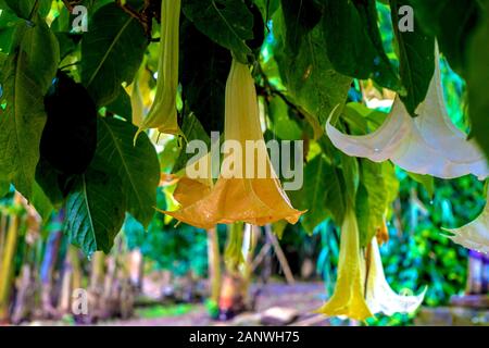 Brugmansia Gros plan sur l'arrière-plan des ruines de Sala Colonia et le complexe islamique Chellah. C'est la nécropole de Chellah à Rabat. Le Maroc. Banque D'Images