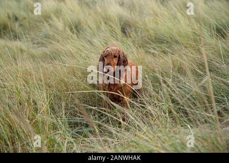 Cocker travail, Bea bénéficie de la plage et des dunes de sable le long de la côte nord du comté de Norfolk. Banque D'Images