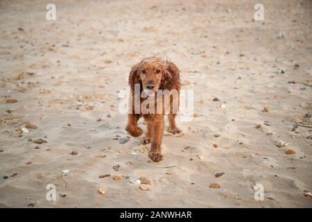 Cocker travail, Bea bénéficie de la plage et des dunes de sable le long de la côte nord du comté de Norfolk. Banque D'Images