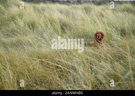 Cocker travail, Bea bénéficie de la plage et des dunes de sable le long de la côte nord du comté de Norfolk. Banque D'Images