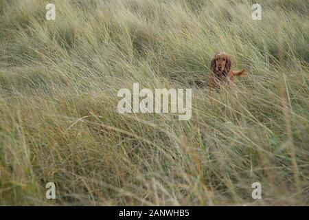 Cocker travail, Bea bénéficie de la plage et des dunes de sable le long de la côte nord du comté de Norfolk. Banque D'Images