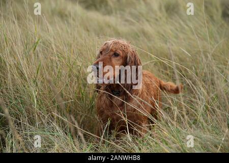 Cocker travail, Bea bénéficie de la plage et des dunes de sable le long de la côte nord du comté de Norfolk. Banque D'Images