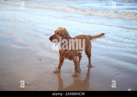 Cocker travail, Bea bénéficie de la plage et des dunes de sable le long de la côte nord du comté de Norfolk. Banque D'Images