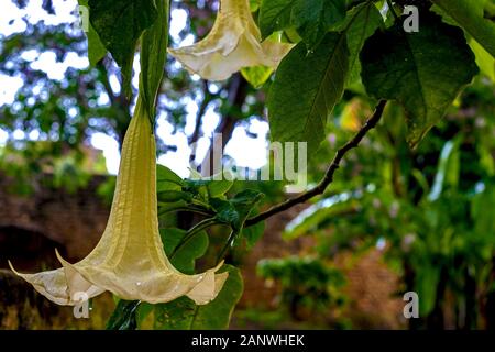 Brugmansia Gros plan sur l'arrière-plan des ruines de Sala Colonia et le complexe islamique Chellah. C'est la nécropole de Chellah à Rabat. Le Maroc. Banque D'Images