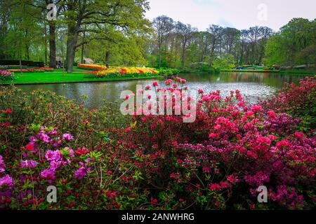 Printemps paysage pittoresque avec dutch populaires jardin d'ornement. Azalea fleurs buissons et champs de tulipes à Keukenhof jardin, Lisse, Pays-Bas, l'UE Banque D'Images