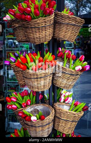 Beaux bouquets de tulipes en bois coloré dans le panier rustique et pittoresque des cartes postales sur le stand. Boutique de souvenirs Néerlandais à Amsterdam, décoration Banque D'Images