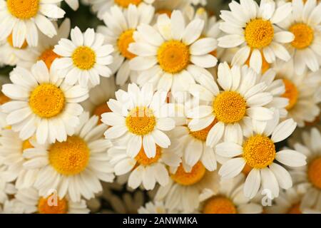 Close up fond de camomille fleurs daisy blanc frais, augmentation de la vue supérieure, juste au-dessus Banque D'Images