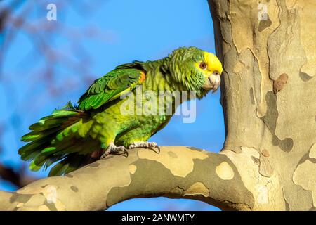 Gelbkopfamazone (Amazona oratrix) Banque D'Images