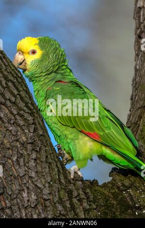 Gelbkopfamazone (Amazona oratrix) Banque D'Images