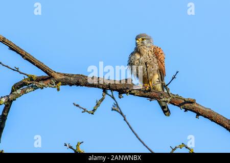 Turmfalke (Falco tinnunculus) Männchen Banque D'Images