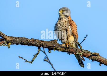 Turmfalke (Falco tinnunculus) Männchen Banque D'Images