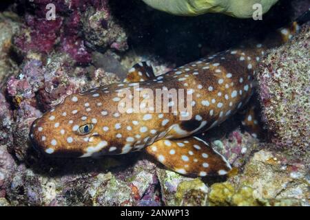 Le requin, l'épaulette à capuchon Hemiscyllium strahani, également appelé le requin tapis à capuchon ou la marche, requins, rares et endémiques à Madang, Papouasie Nouvelle Guinée, Pacifique Banque D'Images