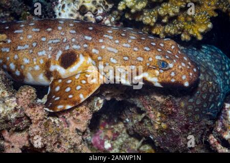 Le requin, l'épaulette à capuchon Hemiscyllium strahani, également appelé le requin tapis à capuchon ou la marche, requins, rares et endémiques à Madang, Papouasie Nouvelle Guinée, Pacifique Banque D'Images