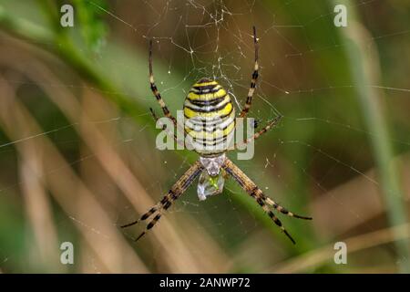 Wespenspinne (Argiope bruennichii) Banque D'Images