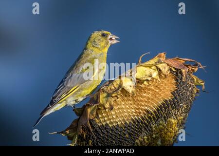 (Grünfink Carduelis chloris) Banque D'Images