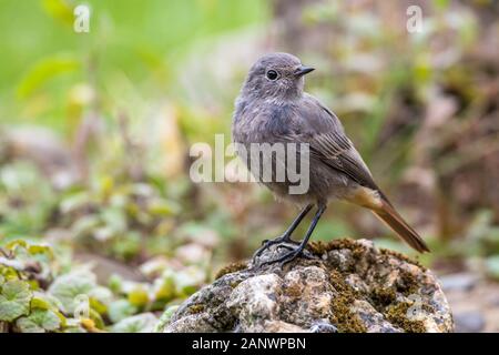 Hausrotschwanz (Phoenicurus ochruros) Weibchen Banque D'Images