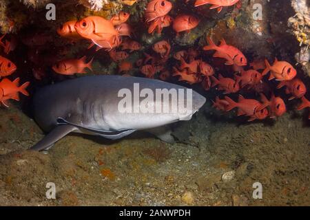 Requin nourrice fauve, Nebrius ferrugineus, entouré de Crimson Myripristis murdjan, soldierfish, Madang, Papouasie Nouvelle Guinée, l'Océan Pacifique Banque D'Images