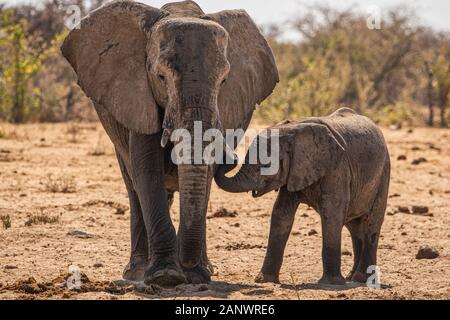 La mère d'éléphant affectueuse et le couddling de veau. Un jeune éléphant juste à côté d'un adulte. Éléphant avec bébé. Mère et enfant éléphant. Grand maman et fils. Banque D'Images