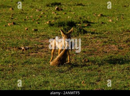 Une paire de chacals chassant une gazelle de bébé dans le réserve nationale des plaines de Masai Mara lors d'un safari Banque D'Images