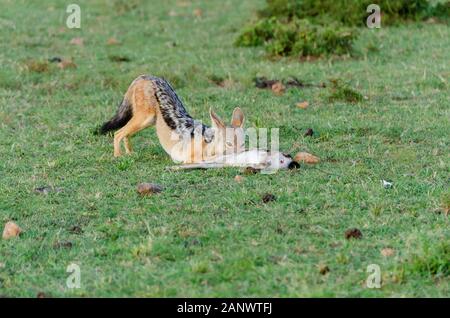 Une paire de chacals chassant une gazelle de bébé dans le réserve nationale des plaines de Masai Mara lors d'un safari Banque D'Images