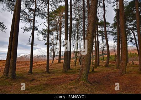Bosquet de pins calédoniens dans les Highlands écossais avec les montagnes enneigées en arrière-plan Banque D'Images