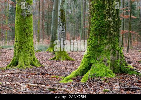 Tronc de l'arbre couvert de mousse. De vieux arbres dans la forêt de feuillus. Saison d'automne. Banque D'Images