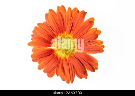 gerbera isolé fleur orange sur fond blanc Banque D'Images