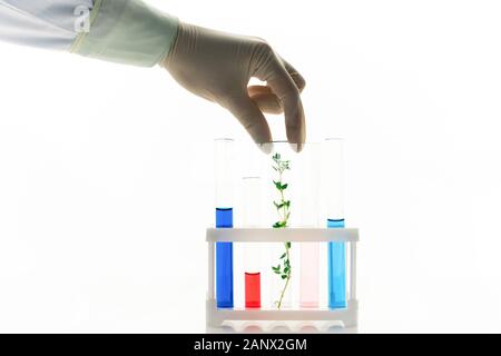 Main gantée de biologiste mettant la fiole avec de l'installation en fort avec des tubes Banque D'Images