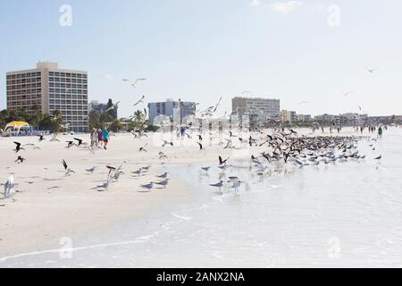 Sterne royale et des mouettes à Siesta Key Beach à Sarasota, Floride, USA. Banque D'Images