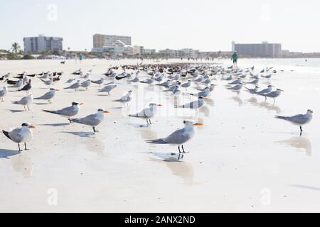 Sterne royale et des mouettes à Siesta Key Beach à Sarasota, Floride, USA. Banque D'Images