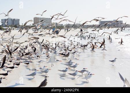 Sterne royale et des mouettes à Siesta Key Beach à Sarasota, Floride, USA. Banque D'Images