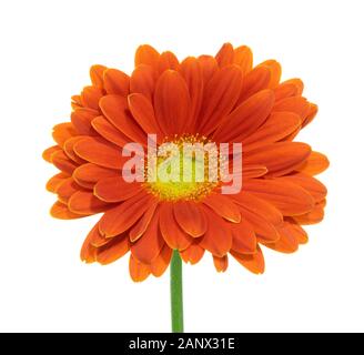 gerbera isolé fleur orange sur fond blanc Banque D'Images
