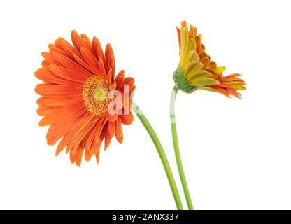 gerbera isolé fleur orange sur fond blanc Banque D'Images