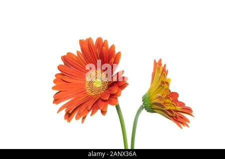 gerbera isolé fleur orange sur fond blanc Banque D'Images